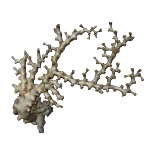 Pseudomadrepora carolina, a 3D model you can turn