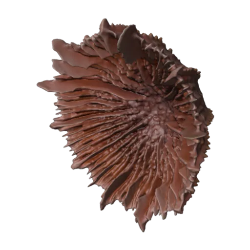 Stephanocyathus (Stephanocyathus) diadema, a 3D model you can turn