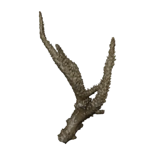 Acropora valenciennesi, a 3D model you can turn