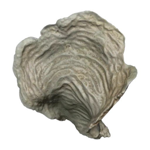 Agaricia lamarcki, a 3D model you can turn