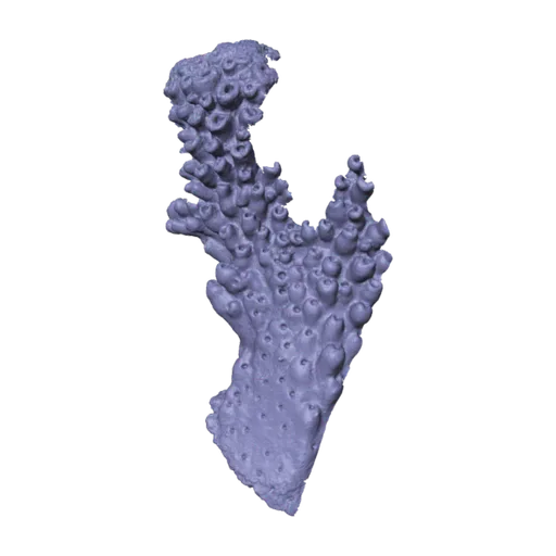 Acropora digitifera, a 3D model you can turn