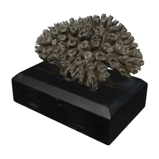 Anthophyllum hystrix, a 3D model you can turn