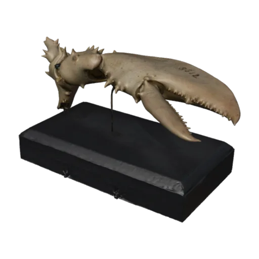 Homarus americanus, a 3D model you can turn