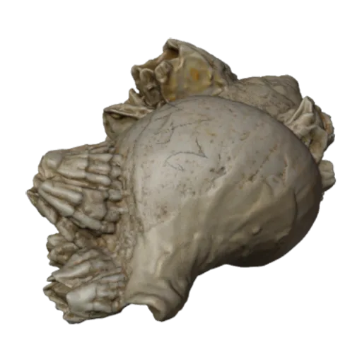 Balanus crenatus, a 3D model you can turn