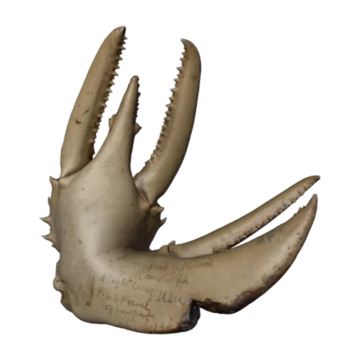Homarus americanus, a 3D model you can turn