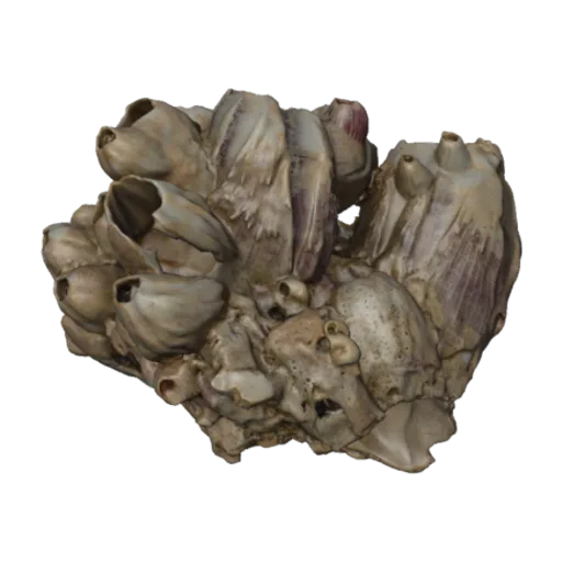Balanus tintinnabulum peninsularis, a 3D model you can turn