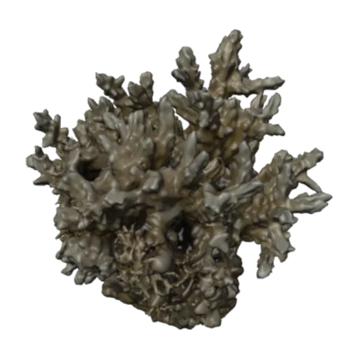 Hydnophora mayori, a 3D model you can turn