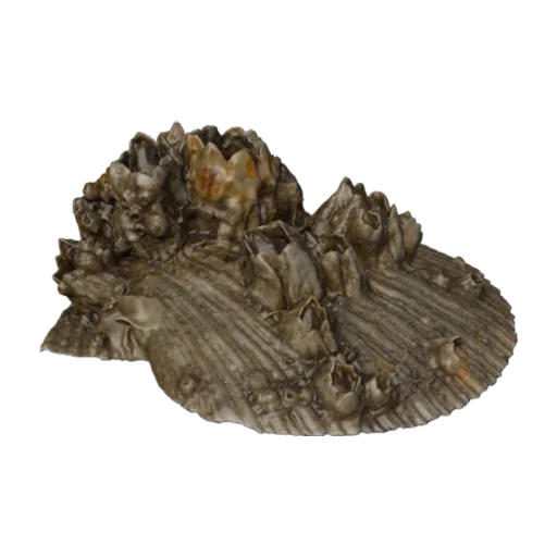 Balanus crenatus, a 3D model you can turn
