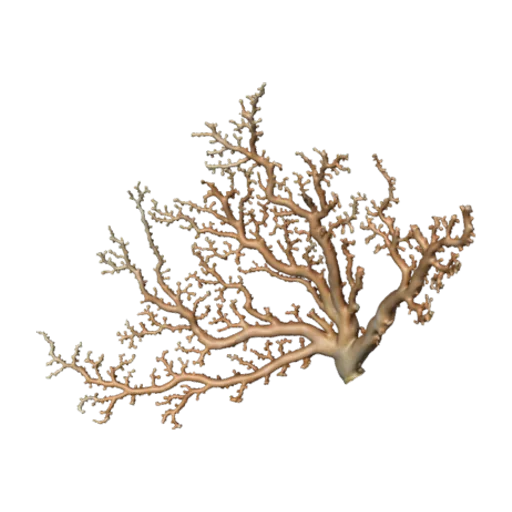 Pleurocorallium niveum, a 3D model you can turn