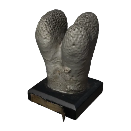 Goniopora columna, a 3D model you can turn