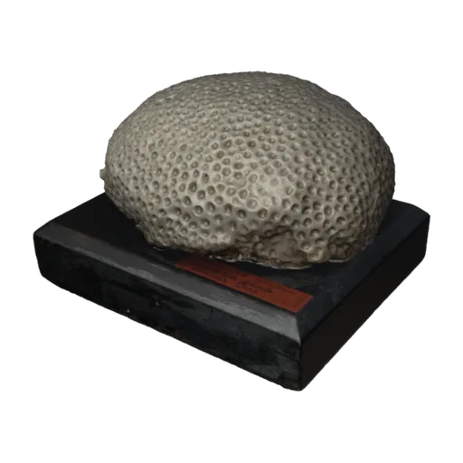 Astraea (Orbicella) coronata, a 3D model you can turn
