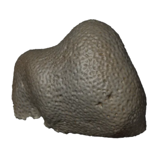 Pavonia clivosa, a 3D model you can turn