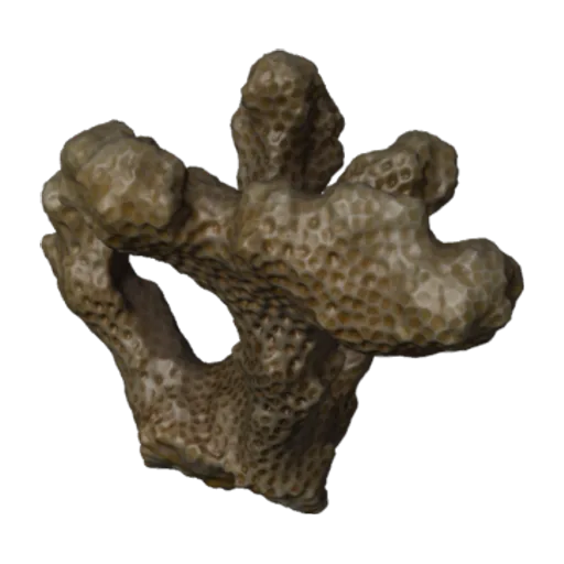 Pocillopora frondosa, a 3D model you can turn