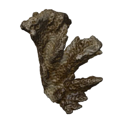 Pocillopora capitata porosa, a 3D model you can turn