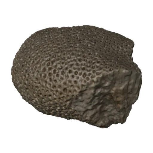 Plesiastraea armata, a 3D model you can turn