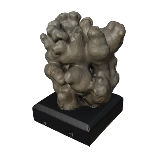 Porites compressa tumida, a 3D model you can turn