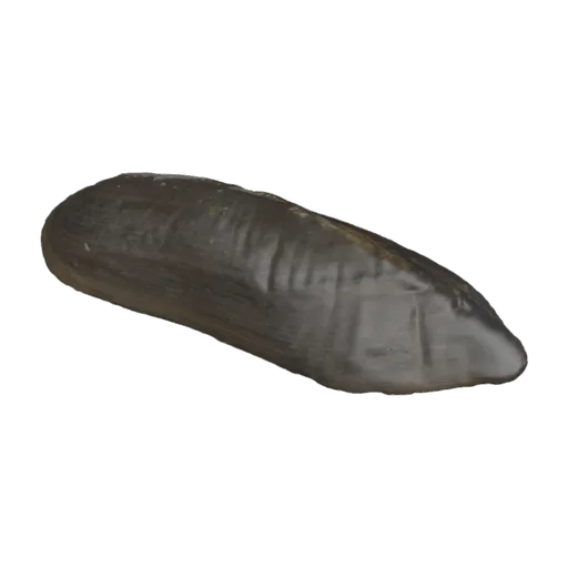 Lanceolaria grayana fruhstorferi, a 3D model you can turn