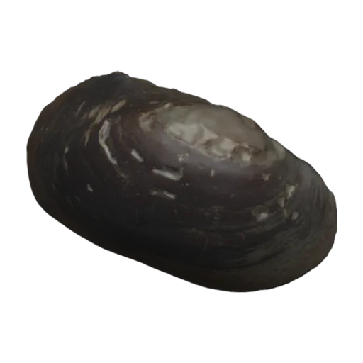 Lamellidens mainwaringi, a 3D model you can turn