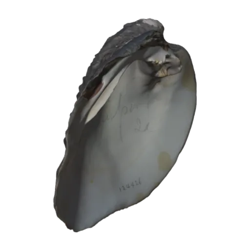 Quadrula nobilis, a 3D model you can turn