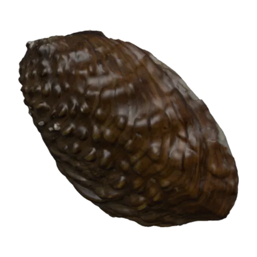 Lamprotula nodulosa, a 3D model you can turn