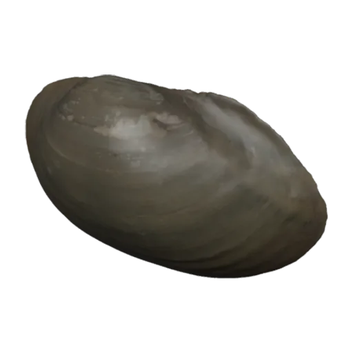 Anodon arcaeformis, a 3D model you can turn