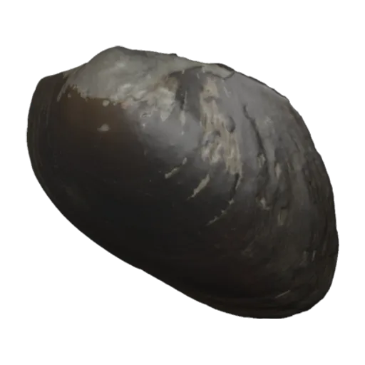Chambardia wissmanni, a 3D model you can turn