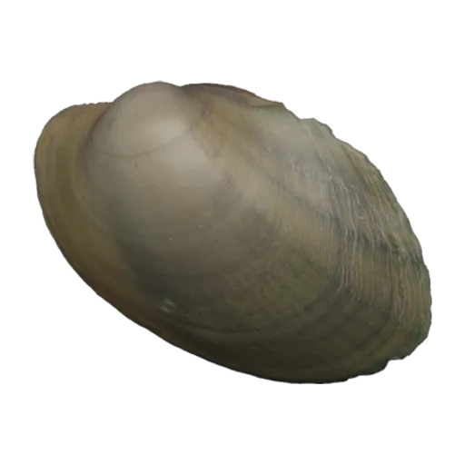 Cyrtonaias tampicoensis, a 3D model you can turn
