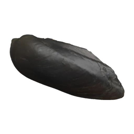 Rectidens lingulatus, a 3D model you can turn