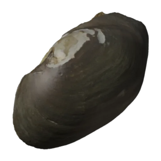 Carunculina texasensis, a 3D model you can turn