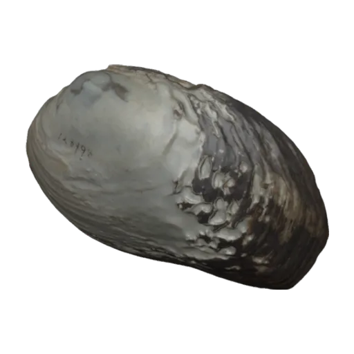 Nephronaias copanensis, a 3D model you can turn