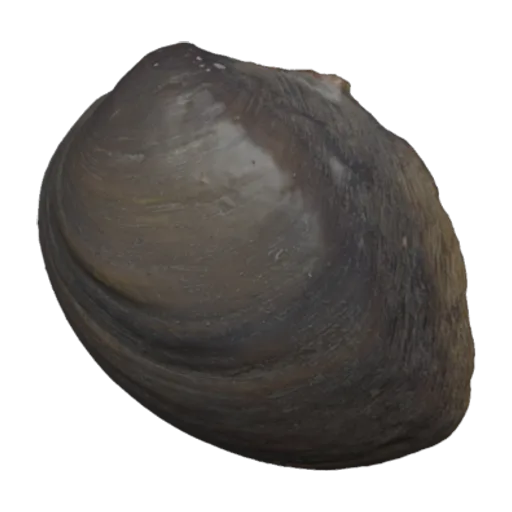 Pleurobema beadleianum, a 3D model you can turn