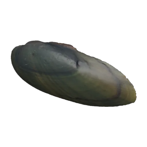 Ligumia recta, a 3D model you can turn