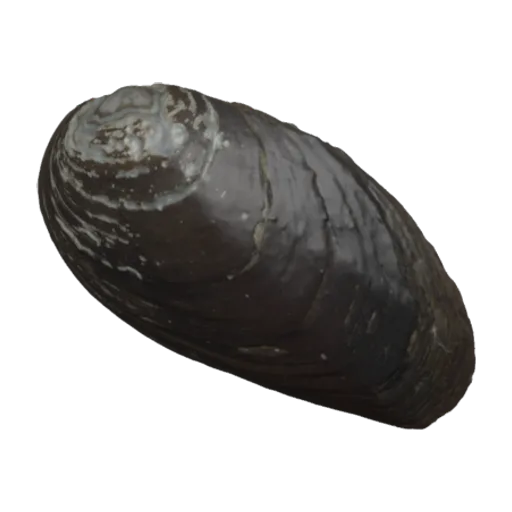 Nephronaias dysonii, a 3D model you can turn