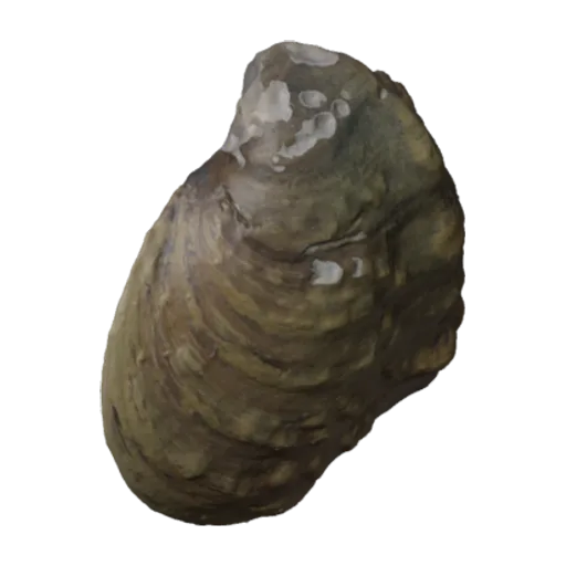 Theliderma johnsoni, a 3D model you can turn