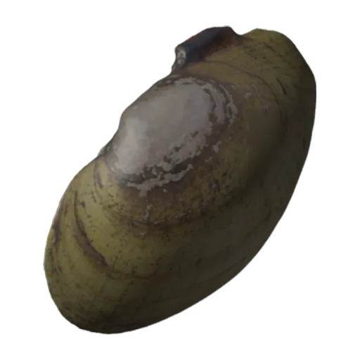 Lampsilis reeveiana brevicula, a 3D model you can turn