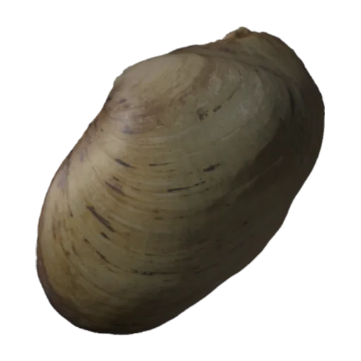 Actinonaias pleasii, a 3D model you can turn