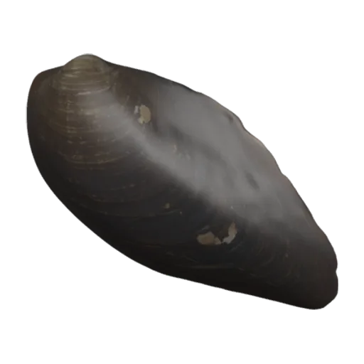 Velesunio anodontaeformis, a 3D model you can turn