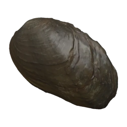 Nephronaias yzabalensis, a 3D model you can turn
