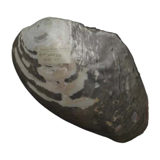 Hyriopsis goliath, a 3D model you can turn