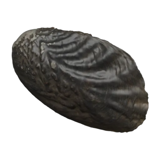 Lamprotula leai, a 3D model you can turn