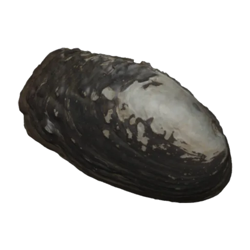 Lamprotula leai, a 3D model you can turn