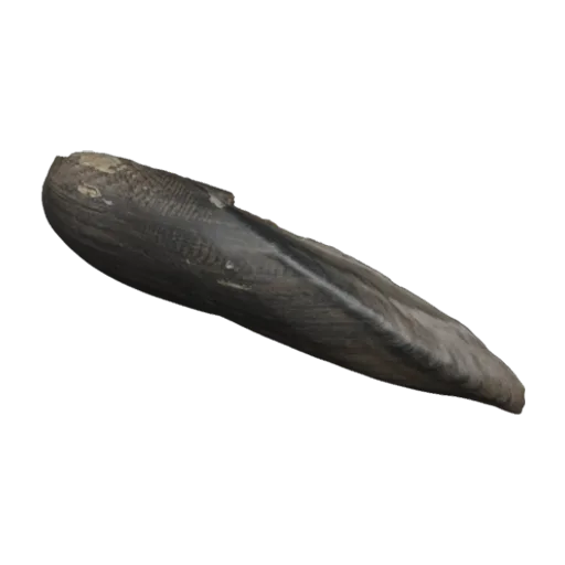 Lanceolaria acrorhyncha, a 3D model you can turn