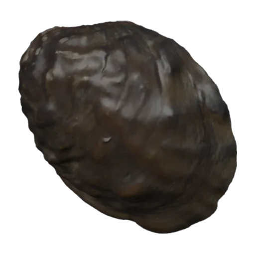 Lamprotula nodulosa, a 3D model you can turn