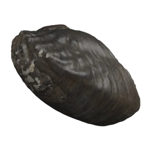 Lamprotula blaisei, a 3D model you can turn