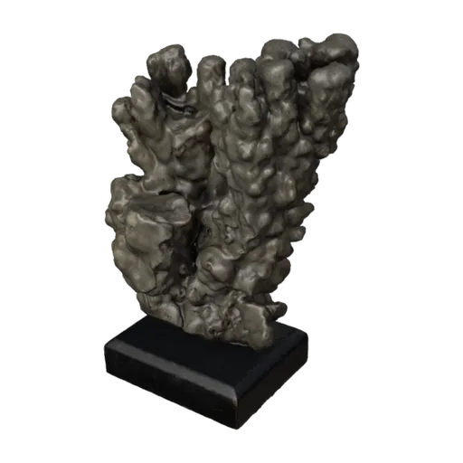Porites monticulosa, a 3D model you can turn
