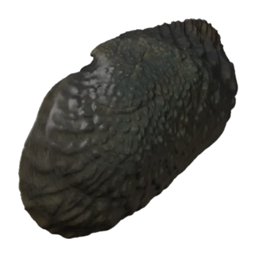Tritogonia verrucosa, a 3D model you can turn