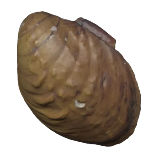 Quadrula asperata, a 3D model you can turn