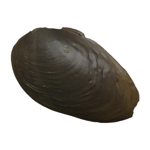 Nephronaias rowellii, a 3D model you can turn