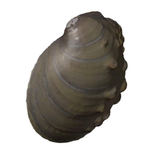 Quadrula nodulata, a 3D model you can turn