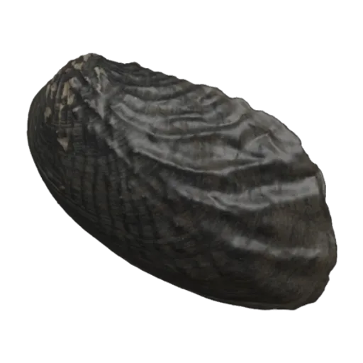Lamprotula paschalis, a 3D model you can turn